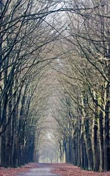 Long path in forest with Beeches on both sides, vertical Stock Photos