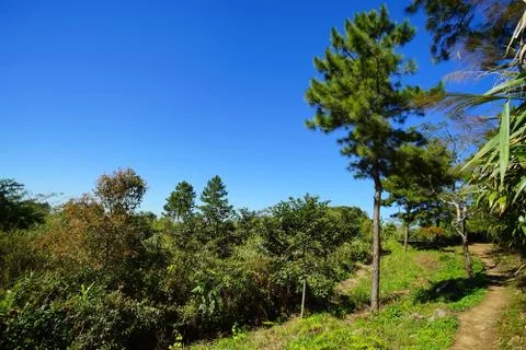 Long path to go to Phu Chee Fa Stock Photos