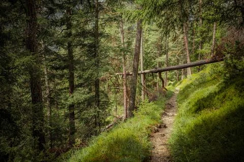 Long a path inside a peaceful forest , no people around Stock Photos