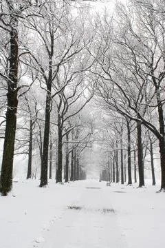 Long path lined with snowy trees after a snowstorm Stock Photos