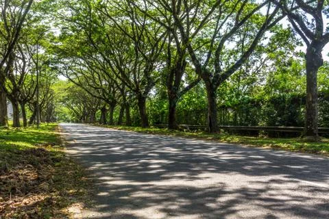 Long path. Long tree pathway. Light and shadow. Sunny day. Cement path. Long  Stock Photos
