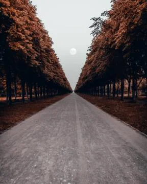 Long path with the moon right between the orange trees Stock-Fotos