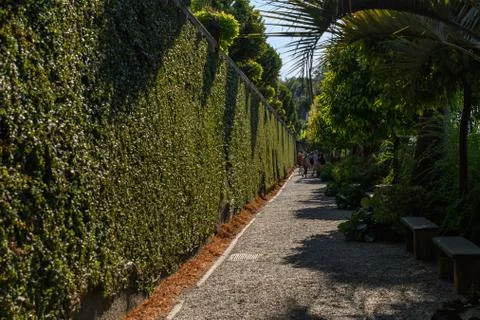 Long path surrounded by a green wall and different types of trees and palms Stock Photos