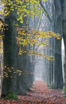 Long path through Beech forest in autumn Stock Photos