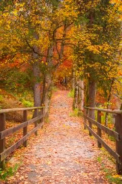 Long path through the colorful forest Stock Photos