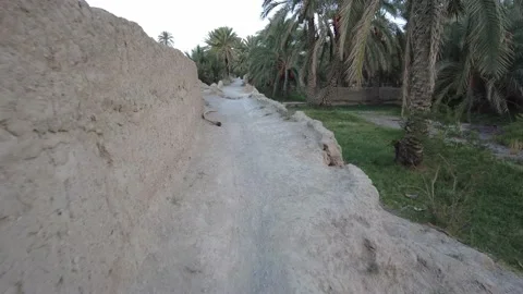 A long path through the palm forest 動画素材 159578351