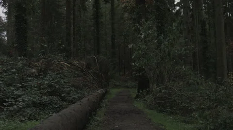 Long Path Tracking in the Woods Video stock 44264628