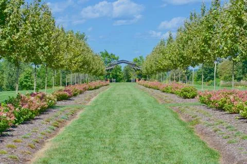 Long path of trees converging towards gazebo Foto stock