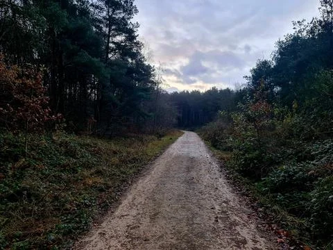 A long path with tree's either side with a beautiful grey sky Photos