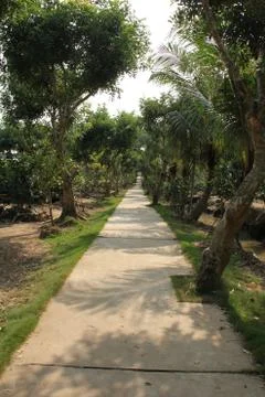Long path with trees surrounding in Mekong Delta Vietnam series026 스톡 사진