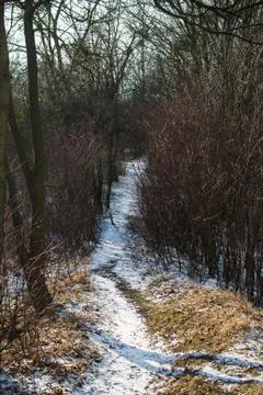 Long path into the winter forest covered with white snow and bright yellow su Foto stock