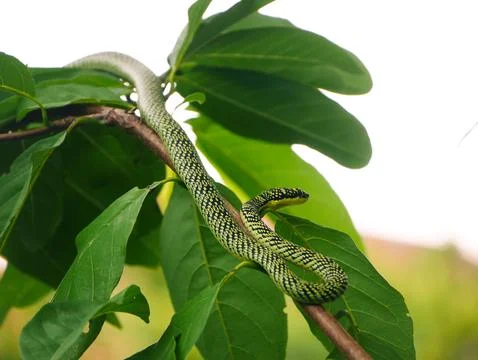 Long patterned serpent slithers gracefully across wooden branch among green tree Stock Photos