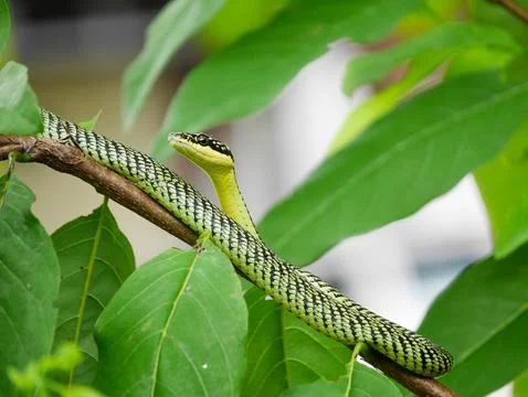 Long patterned serpent slithers gracefully across wooden branch Stock Photos