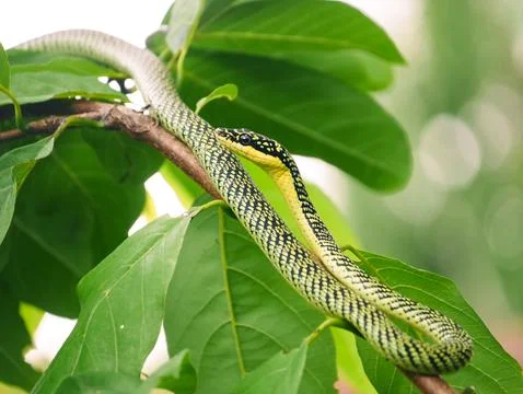 Long patterned serpent slithers gracefully across wooden branch tree Stock Photos
