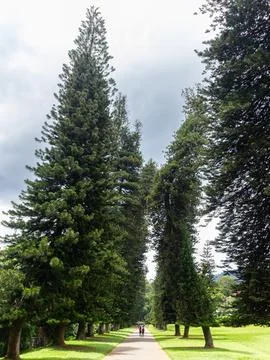 Long Paved Avenue Lined by Rows of Tall, Slender Evergreen Trees Stock Photos