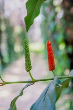 Long pepper growing Stock Photos