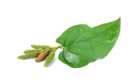 Long pepper isolated on the white background Stock Photos