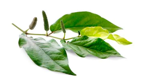 Long pepper isolated on white background Photos