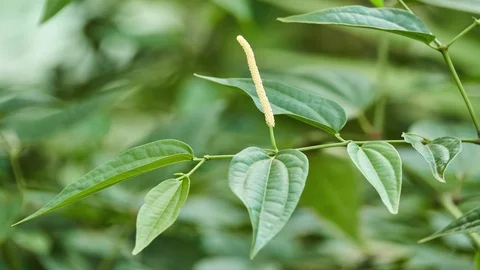 Long pepper (Piper longum), sometimes called Indian long pepper or pipli, is  Vídeos de archivo 117462208