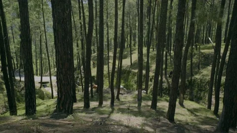 Long pine and cow 動画素材 201839937