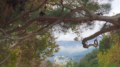 Long pine branch. Against the background of the mountain and the blue sky. Stock Footage 143806205