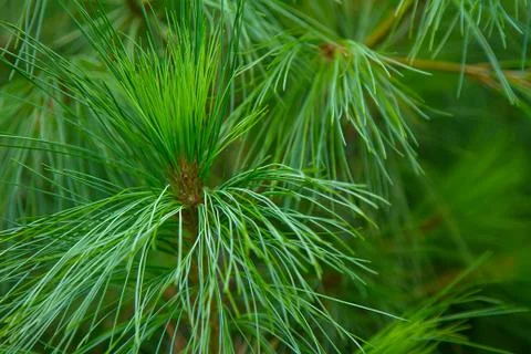 Long pine needles and branches close-up. Macro green tree Stock Photos
