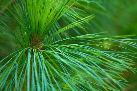 Long pine needles and branches close-up. Macro green tree Foto stock