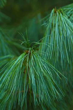 Long pine needles and branches close-up. Macro green tree Stock Photos