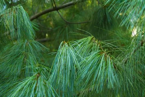 Long pine needles and branches close-up. Macro green tree Stock Photos