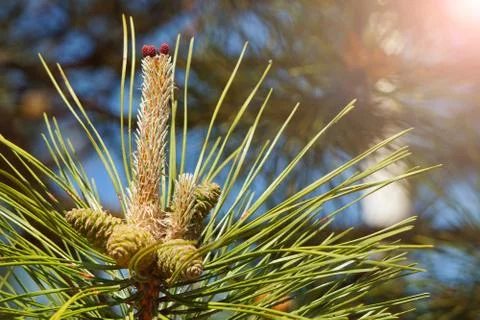Long pine needles with cones. Natural background. Unfocused trees and a blue  Stock Photos