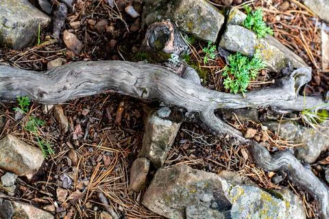 Long pine roots located on the ground with stones in the forest. Stock Photos