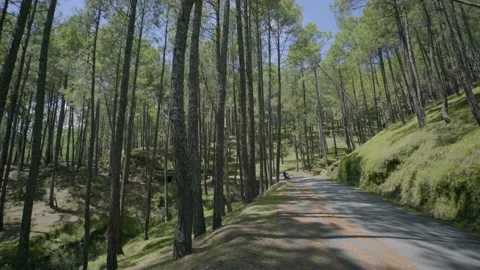 Long pine tree and bike moving on the road Stock Footage 201839957