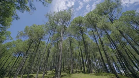 Long pine tree and cloud Stock Footage 201840007