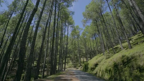 Long pine tree both the road side Stock Footage 201840019