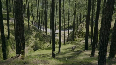 Long pine tree with with cow grazing on grass Stock Footage 201840031