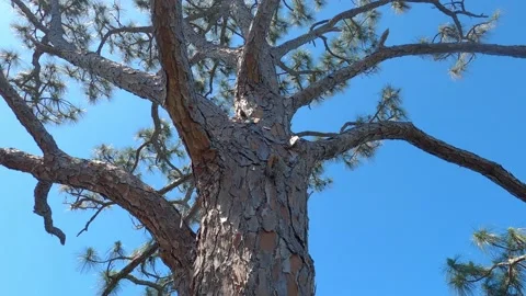 The long pine tree. Stock Footage 153050574