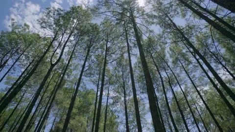 Long pine tree with sun rays Stock Footage 201840016
