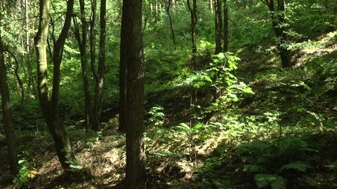 Long pine trees grow on hillside in the forest Stock Footage 105070761