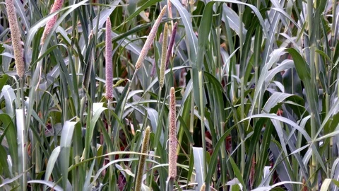 The long plants of the green barley Stock Footage