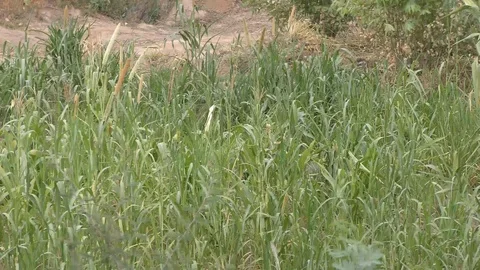 The long plants of the green grass Stock Footage 111887285