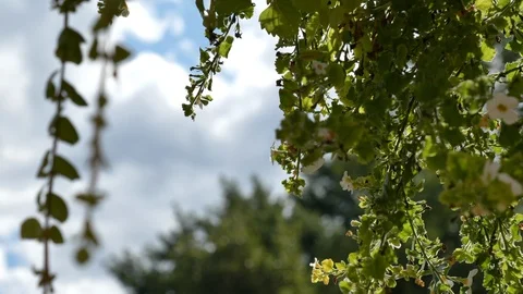 Long plants hanging in front of blue sky Stock Footage 114186178