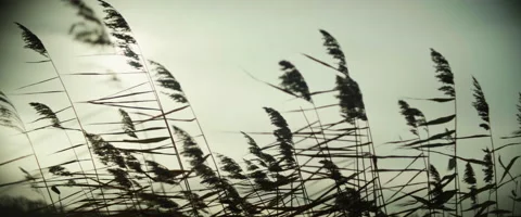Long plants moving with the wind, with the sun in the back during sunset Video stock 171880479