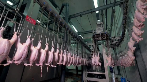 A long poultry shackle line in a high ceiling room. Stock Footage 81147293