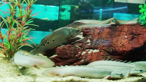 Long predator fish polypterus, also known as polypterus. Lives in fresh waters 库存影片 300867905