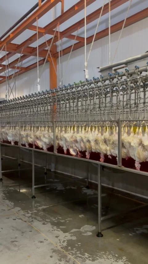 Long production line of hanging chickens in slaughterhouse, vertical shot Stock Footage 345166010