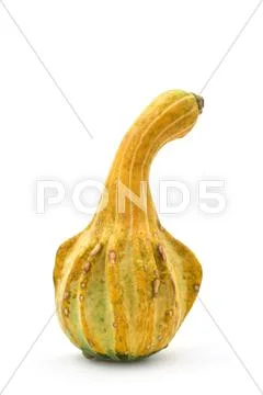 Long pumpkin Stock Photos