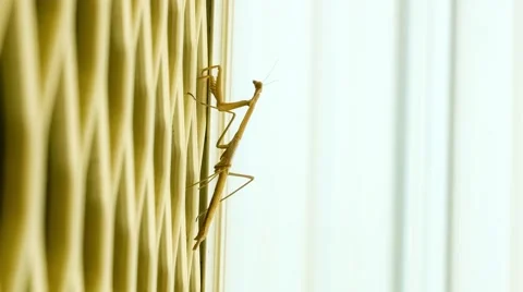 Long purple winged praying mantis insect climbing upwards on wall Stock Footage 58782635