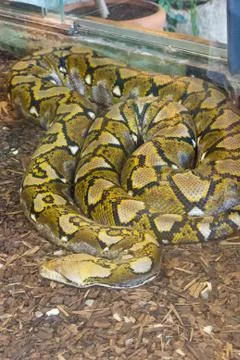 Long python Stockfoto's
