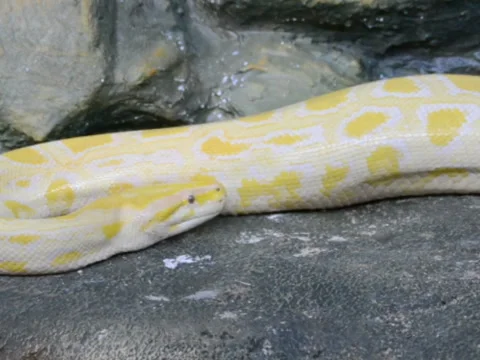 Long python. Related clips are in my portfolio in 1920x1080. Stock Footage 45594141