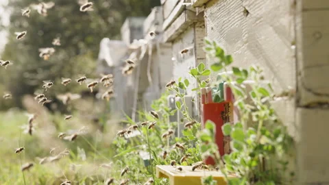 A long queue of bees in the air at the hive entrance, all of them carry nectar Stock Footage 271059506